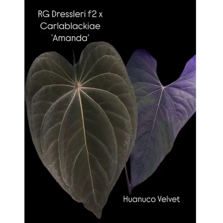 (RG Dressleri F2 X Carlablackiae ‘Amanda’) X Huanuco Velvet Seedling