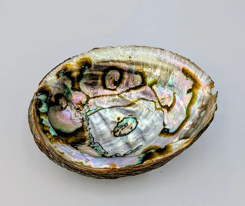 Natural Abalone Shell Bowl 6" Iridescent Mother of Pearl Smudging Decor