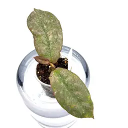 Hoya mitrata silver Borneo + Bonus Cutting