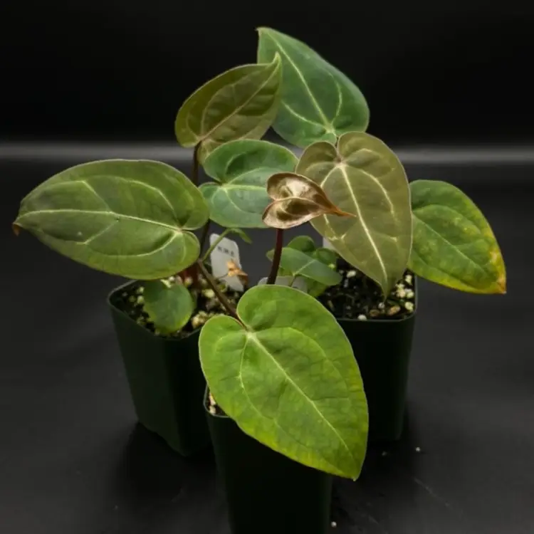 123D - GC - ('Zara' x 'Michele') x carlablackiae 'RA3' Lg