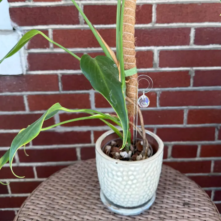 Suncatcher Plant Stake/Support