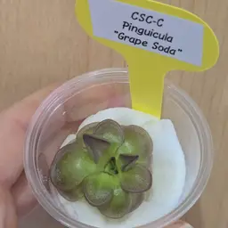CSC-C Pinguicula "Grape Soda"