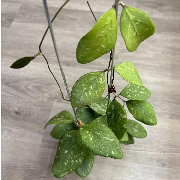 Hoya erythrostemma (splash)