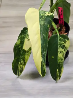 Philodendron Domesticum Variegated #8