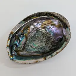 Large Natural Iridescent Abalone Mother Of Pearl Shell Nautical Decor 6" x 4.75"