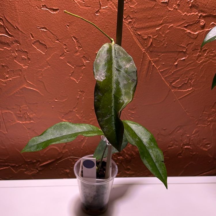 3033 Hoya fauziana ssp angulata