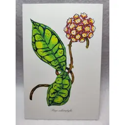 Hoya callistophylla - Plant Postcards – Hoyas