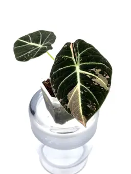 Alocasia Pink Black Velvet