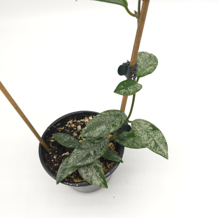 Hoya carnosa 'Wilber Graves' (China) 4 inch pot 790