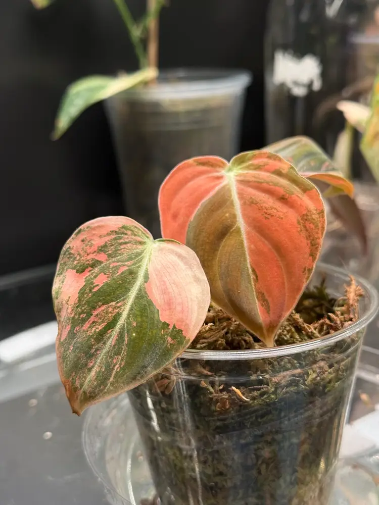 Orange Melanochrysum