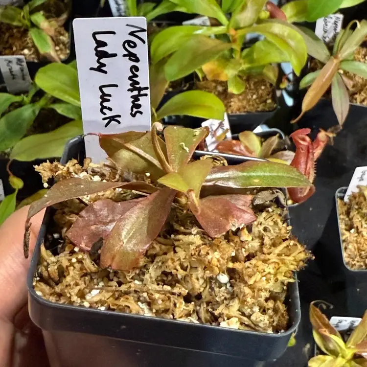Nepenthes Lady Luck