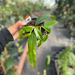 PS0043 - Hoya platycaulis