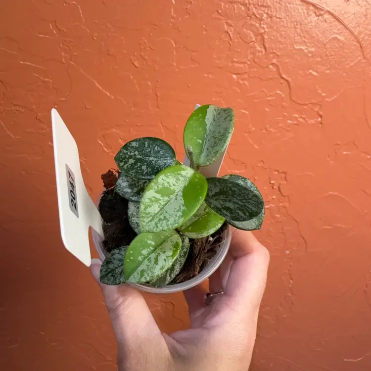 2047 Hoya mathilde (splash)