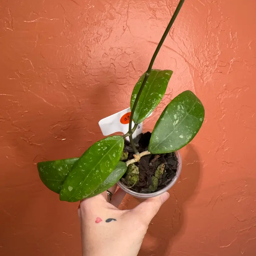 033 Hoya verticillata var Hendersonii