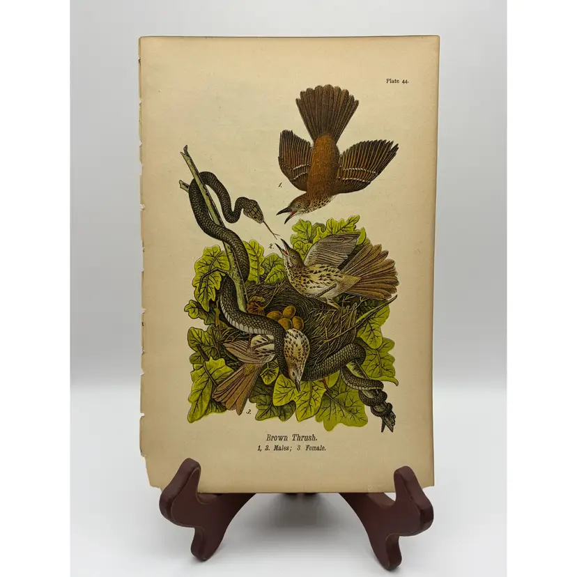 “Brown Thrush”, Males/Female, c.1890, Color Plate Engraving, Plate 44, From An Antique Book
