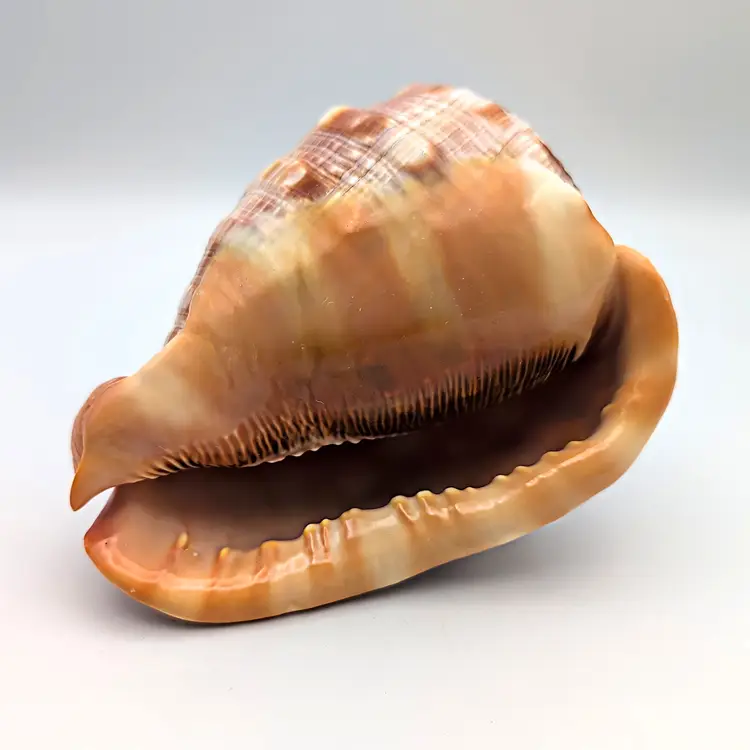 Cypraecassis Rufa Bullmouth Cameo Helmet Shell Seashell 5" x 4"