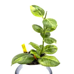 Hoya obscura outer variegated + Bonus Cutting