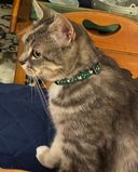 momcat75