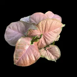 Syngonium Strawberry Cream