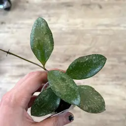 81 Hoya Walliniana (splash)