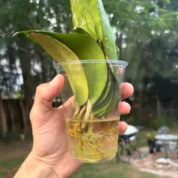 Hoya Noelle (1 node cutting)
