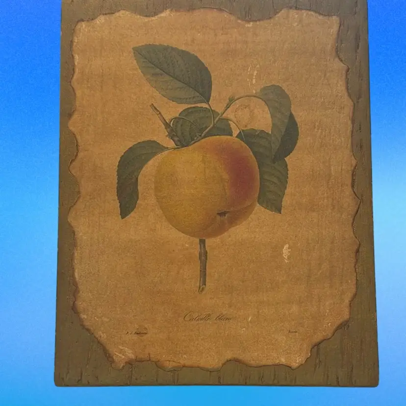 Vintage French  Folk Art Decoupage Fruit Image On Wood ( White Winter Apple) Artist - Bocourt Born 1821