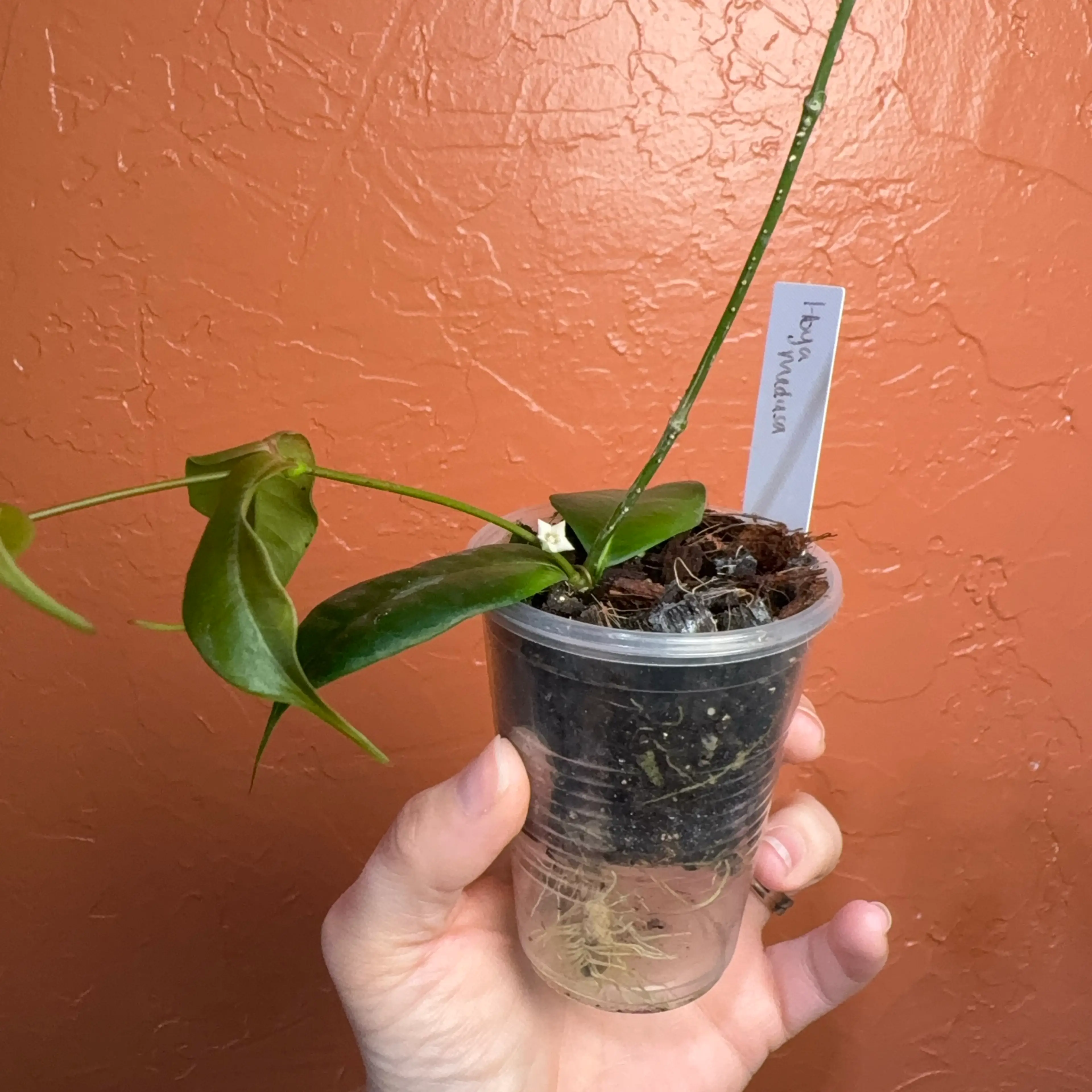 Image 4 of 4