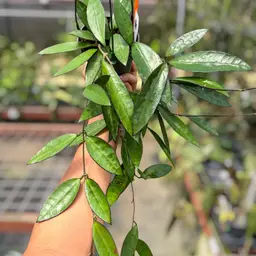 PS0549 - Hoya ‘Lime Sherbet’