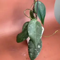 Hoya Sangguensis in self watering pot and Pon