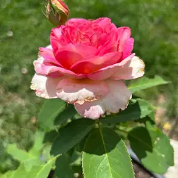 #10 - 5 For $5 Start