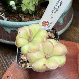 Pinguicula “Mehitable” #2