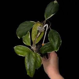 H. incrassata (albomarginata)