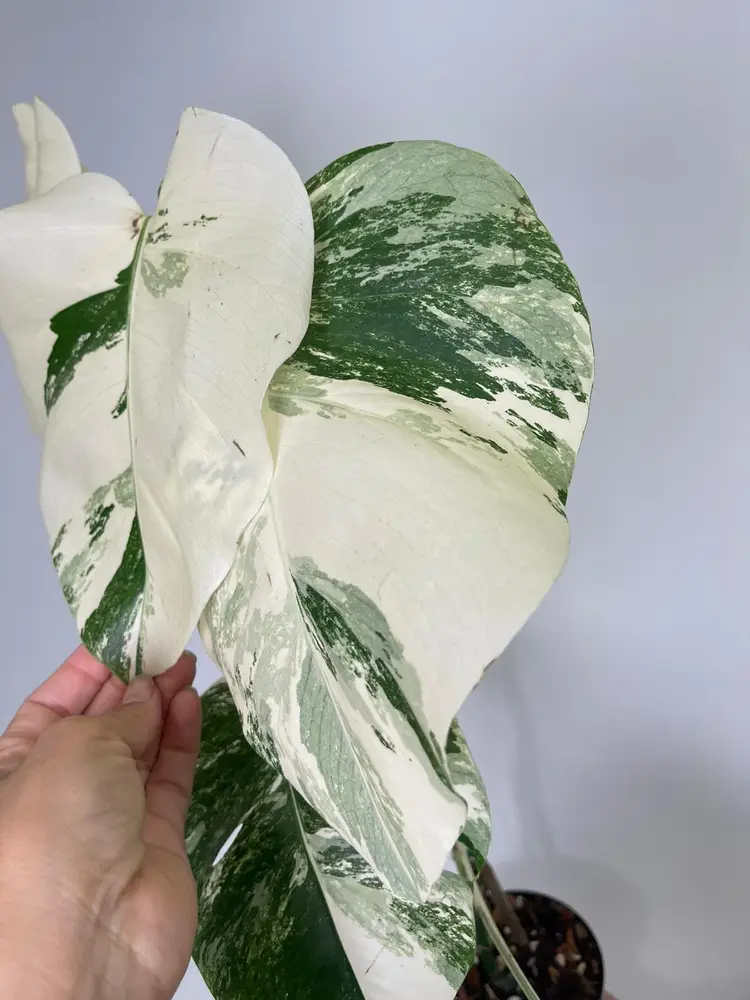 Monstera albo 5”