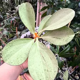Hoya subquintuplinervis (silver)