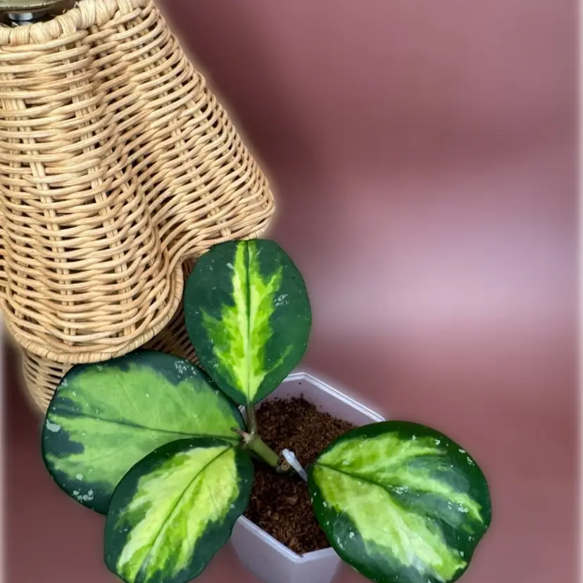 Obovata variegated (splash)