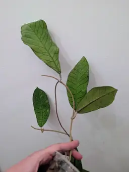 Hoya Sabah sp rp-13 #2