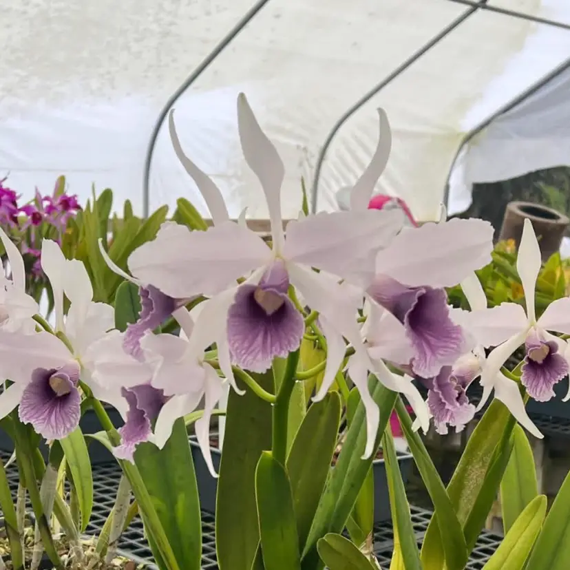 Cattleya pupurata werkhauseri