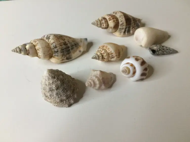 #3 - 8 Sea Shells Great for Crafting or Jewelry Making!