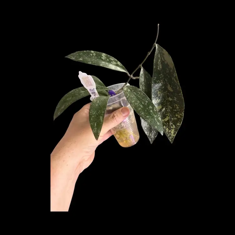 028-top cutting Rare New Hybrid Hoya Sulawesianna X Clemensorium!