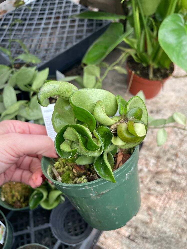 Hoya Rope