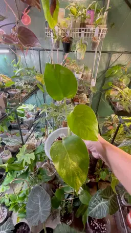 Juvenile Monstera Aurea Fully rooted