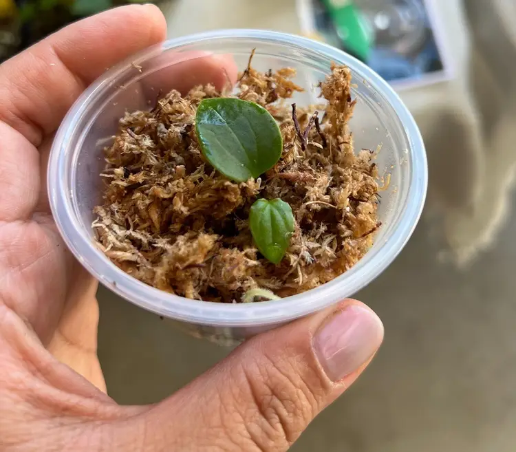 HU/KOS Direct From Mr. Hu | 2-leaf Sprout