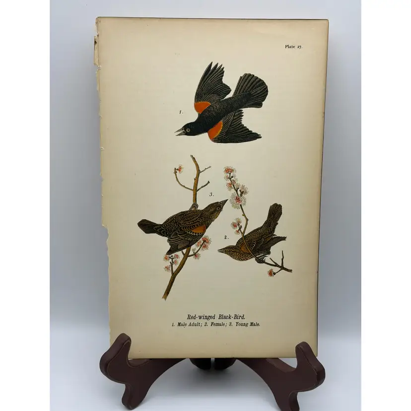 “Red-winged Black-Bird” Male Adult/Female/Young Male, c.1890, Color Plate Engraving, Plate 27, From An Antique Book