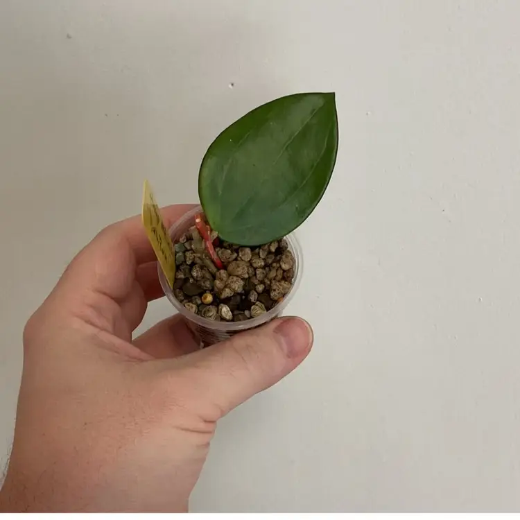 Hoya MB1414 (Dark Form) (Yellow)