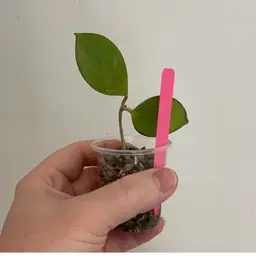 Hoya MB1432 ‘Idaho’ (Pink)