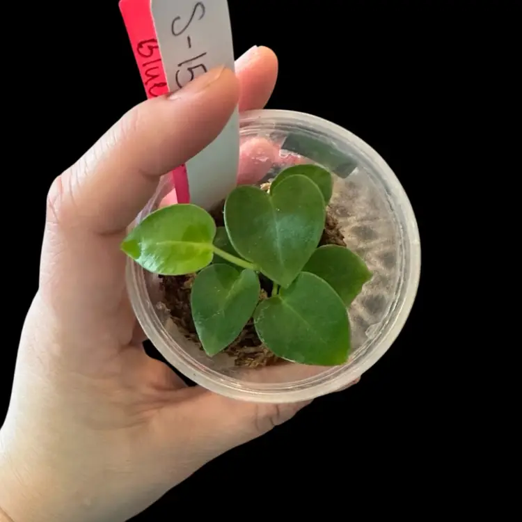 591 community pot Anthurium (Crystal x mag) x Blue Velvet