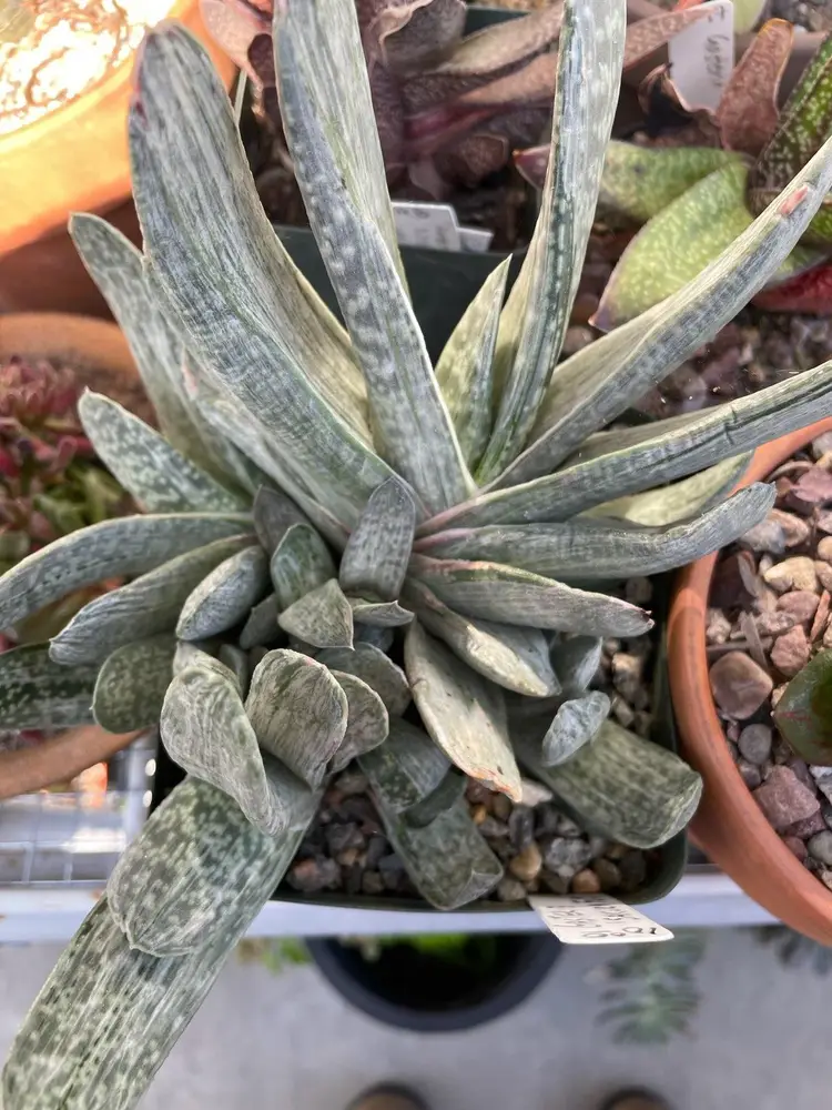 Gasteria "Sakura Fuji"