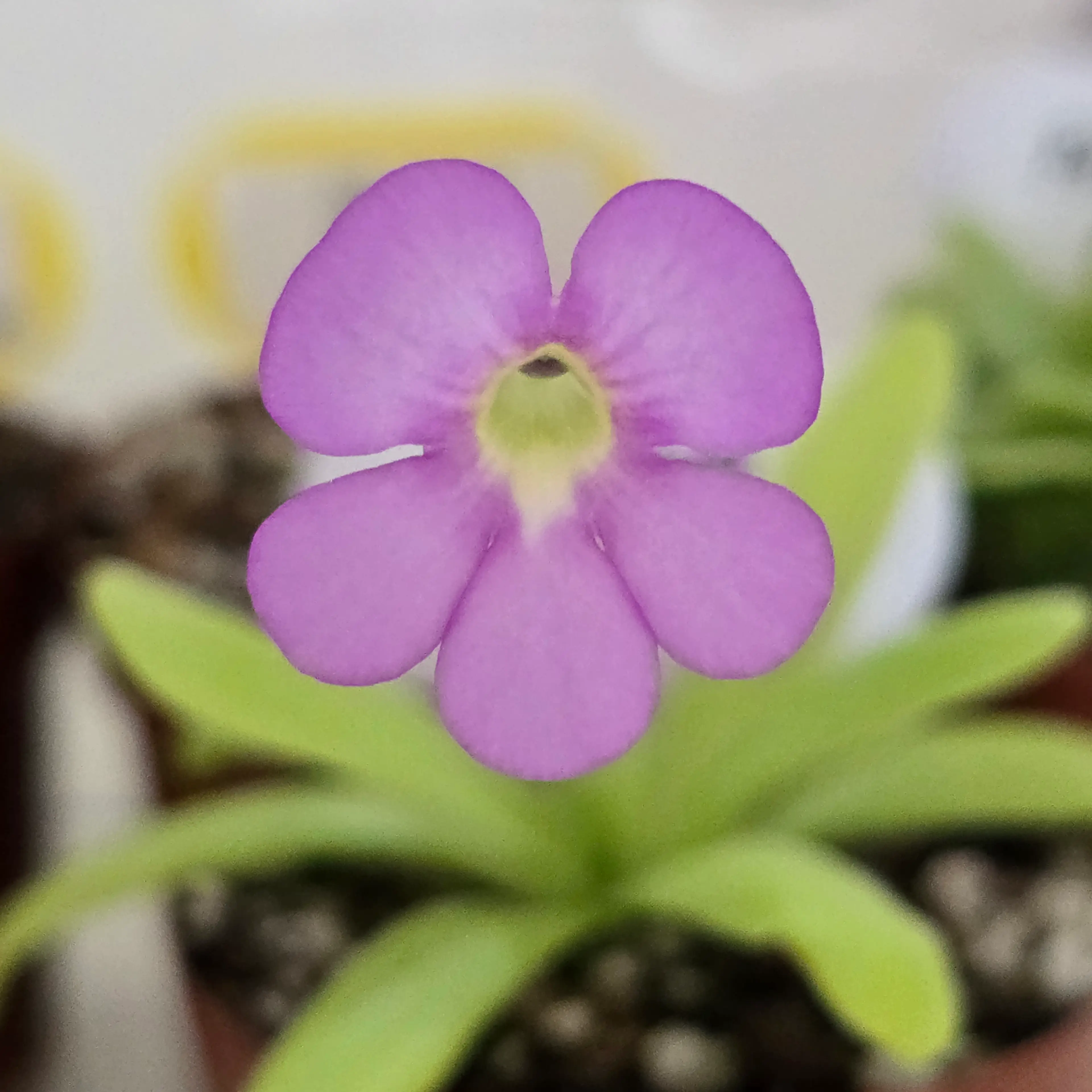 Image 3 of 4