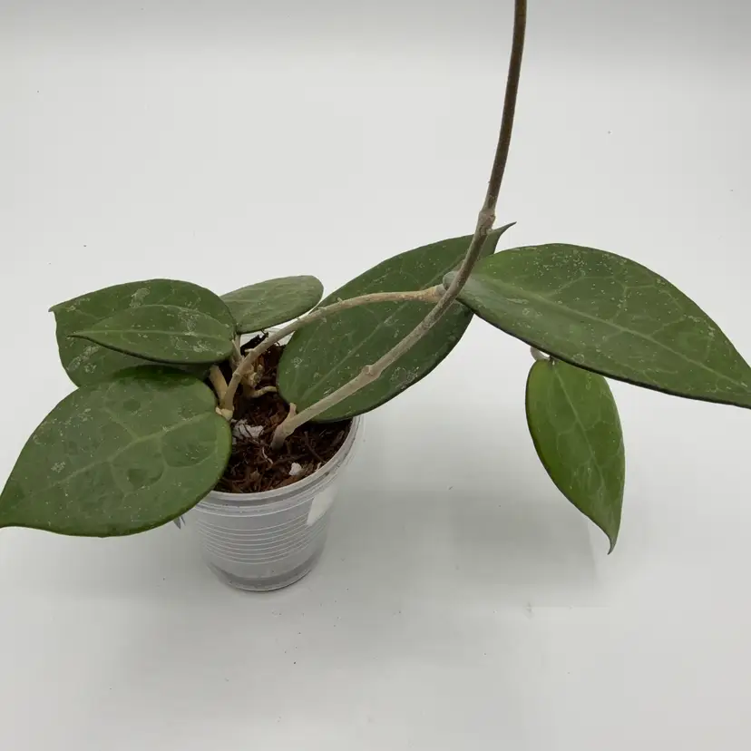 Hoya verticillata 'Black Margin'
