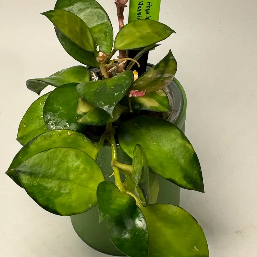 H. lacunosa Asami Reverse